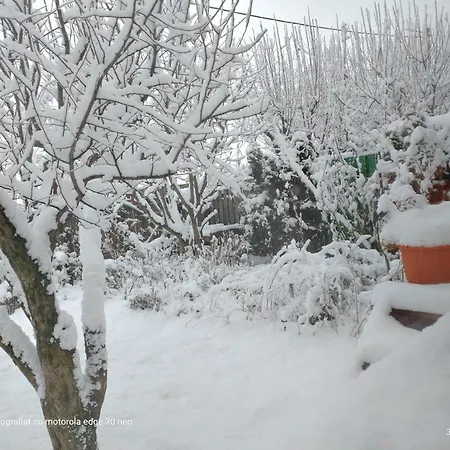 招待所 Casa Albinelor