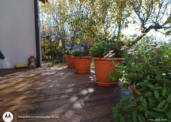 招待所 Casa Albinelor